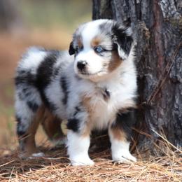 Cristi - Blue merle female Miniature American Shepherd puppy in Mineola, Texas from Southern Star Miniature American Shepherds