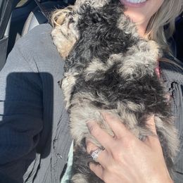 Goldendoodle Puppies from 2KC Doodles
