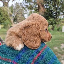 Blonde girl - Red female Dachshund puppy in Deerwood, Minnesota from Decorous Dachshunds