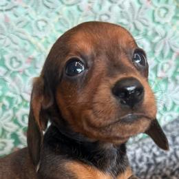 Alvin - Sable male Dachshund puppy in Mountain Home, Arkansas from Furry Friends Kennel