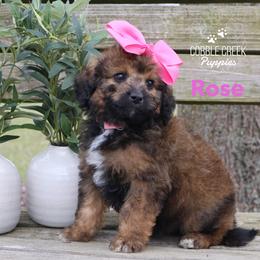 Rose - Sable female Bernedoodle puppy in Heyworth, Illinois from Cobble Creek Puppies