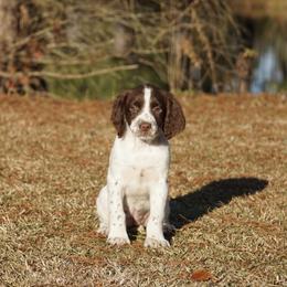 Purple - Liver and white female English Springer Spaniel puppy in Loris, South Carolina from Palmetto Springer Spaniels