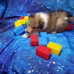 Prancer - Sable and white male Shetland Sheepdog puppy in Moore Haven, Florida from Sheri Harris's Shetland Sheepdogs