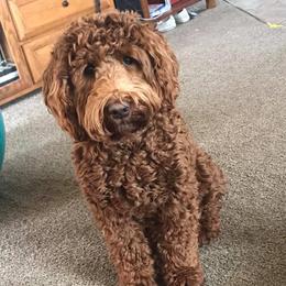 Bean - Australian Labradoodle