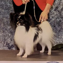 Papillon puppies from Southern Peach