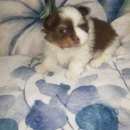 Sebastian - Chocolate and tan male Pomeranian puppy in Weatherford, Texas from Jeweled Poms