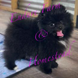 Pomeranian Puppies from Endure Farm & Homestead