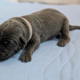 White collar - Gray male Cane Corso puppy in Cove, Oregon from Bane's Legacy Cane Corso