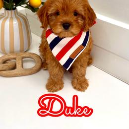 Duke - Red male Cavapoo puppy in Buford, Georgia from Petite Posh Puppies