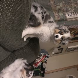 Australian Shepherd Puppies from HHK (Hot House Kennel)