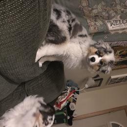 Australian Shepherd Puppies from HHK (Hot House Kennel)