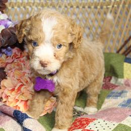 Purple Girl - Red female Aussiedoodle puppy in Belgreen, Alabama from Scott’s Farm Poodles and Doodles