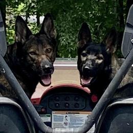 German Shepherds from Vom Hügel Shepherds