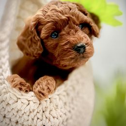 Cavapoo and Goldendoodle Puppies from Goldendoodles Utah| All sizes| Erda, Utah