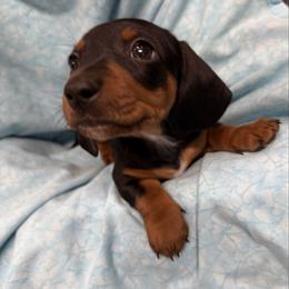 Black boy white chin - Black and tan male Dachshund puppy in Xenia, Ohio from Kuhbander Stable Llc