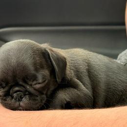Marceline - Black female Pug puppy in Broken Arrow, Oklahoma from Pugs Not Drugs