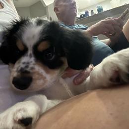 Chocolate Milk - Black tri male Miniature Australian Shepherd puppy in Iowa from Holly's Miniature Australian Shepherds