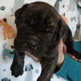 Yellow collar - Black brindle male Cane Corso puppy in Los Lunas, New Mexico from Top Gun Kennels NM