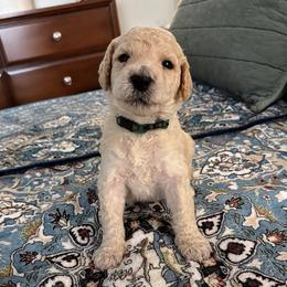 Green Collar Male - White male Poodle puppy in Screven, Georgia from Dreamland Standard Poodles