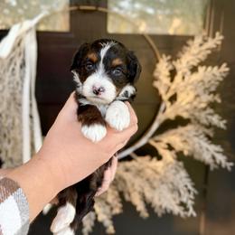 Sapphire- blue collar - Tri-color male Bernedoodle puppy in Salt Lake County, Utah from Coco Avenue Pups