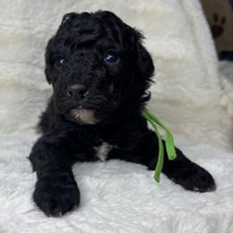Avacado - Black male Goldendoodle puppy in Cleveland, Georgia from The O.G. Doodles
