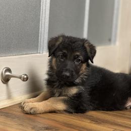 German Shepherd Puppies from Von Ark German Shepherds