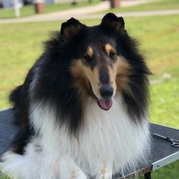 Tracer - Collie