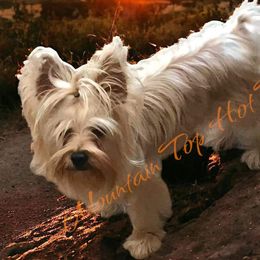 baby - Yorkshire Terrier