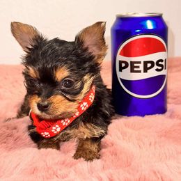 X small female 2 - Black and tan female Yorkshire Terrier puppy in Denver, Colorado from Melrey's paws