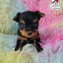 Thanos - Black and gold male Yorkshire Terrier puppy in California from Corazon de gigante
