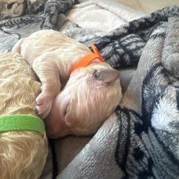 Orange - Cream female Poodle puppy in North Port, Florida from Desert in the South Standard Poodles