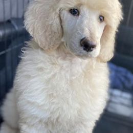 Poodles from Three Hearts Kennels