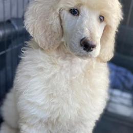 Poodles from Three Hearts Kennels