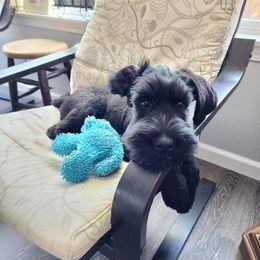 Red Collar - Black Giant Schnauzer puppy in Forest Grove, Oregon from Wessels Giant Schnauzers