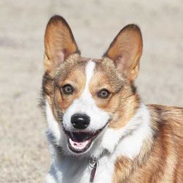 Mae Mae - Pembroke Welsh Corgi