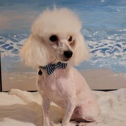 Sunday - Poodle