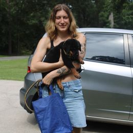 Boy 1 - Black and mahogany male Rottweiler puppy in Tallahassee, Florida from Patrick's Pups