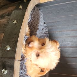 Girl 1 Lilly - Tan Yorkshire Terrier puppy in Junction City, Ohio from On The Edge Of A Dream Yorkies