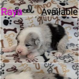 Raya - Blue merle female Australian Shepherd puppy in Squaw Valley, California from A&M Australian Shepherds