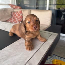 Teddy - Dapple male Dachshund puppy in Charlotte County, Florida from Doxie Den