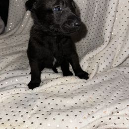 Girl 4 - Belgian Malinois puppy in Arizona from The Malagator House