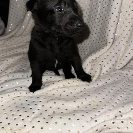 Girl 4 - Belgian Malinois puppy in Arizona from The Malagator House