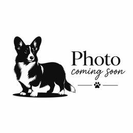 Charlotte - Pembroke Welsh Corgi