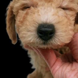 Maltipoo Puppies from Cupcake Cuties