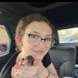 Lagotto Romagnolo Puppies from Anna’s Lagottos