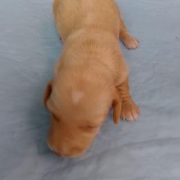 Girl 1 - Cream female Dachshund puppy in Cedar Rapids, Iowa from Paulassillydogs