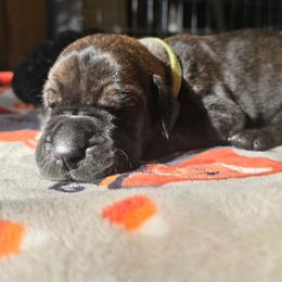 Victor - Brindle male Great Dane puppy in New York from Port Bay Danes