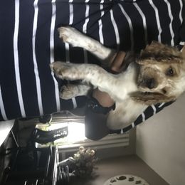 English Springer Spaniel Puppies from River’s Edge ~ English Springer Spaniels