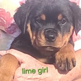 Girl 2 - Black and mahogany female Rottweiler puppy in De Witt, Iowa from Irish Eyes Kennels