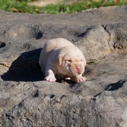 Graylag - Yellow male Labrador Retriever puppy in Buffalo Valley, Tennessee from Buffalo Valley Breeders